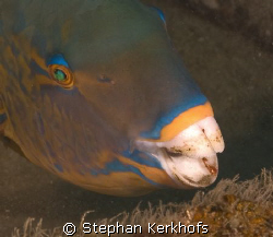 Parrotfish taken in Na'ama Bay, sharm el sheik by Stephan Kerkhofs 